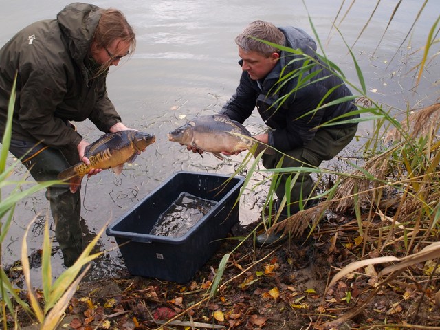 Karperproject Lobberden 043