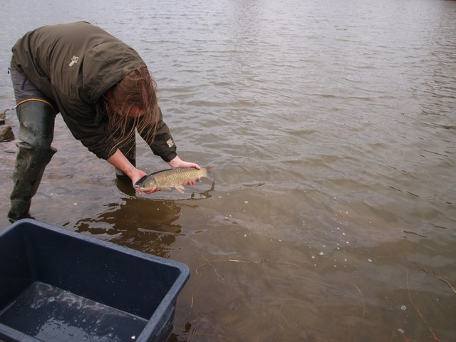 Karperproject Lobberden 079