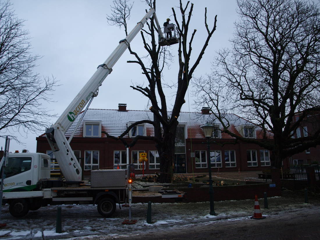 boom schoolplein