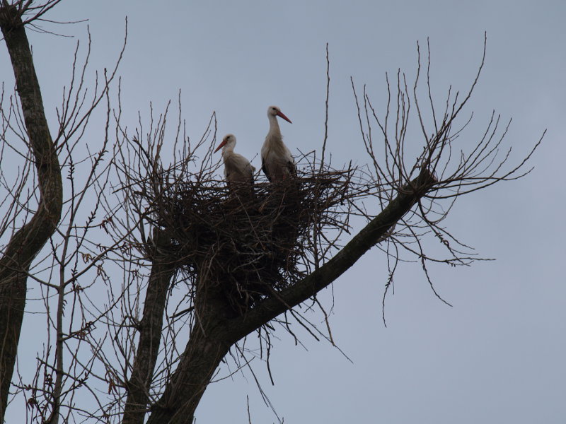 ooievaars in nest te pannerden