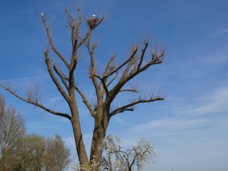 ooievaarsnest in boom te pannerden