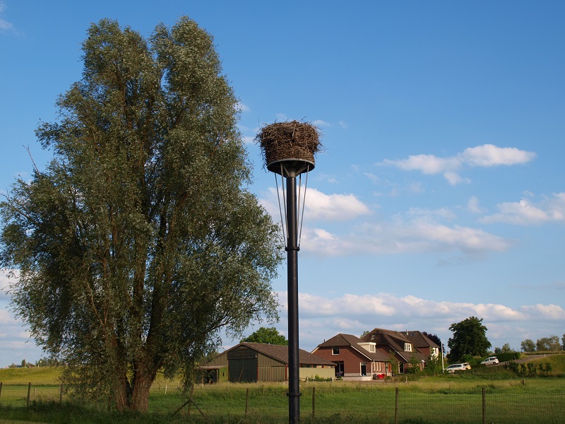 ooyevaar pannerden worden geringd. Hier het nest.