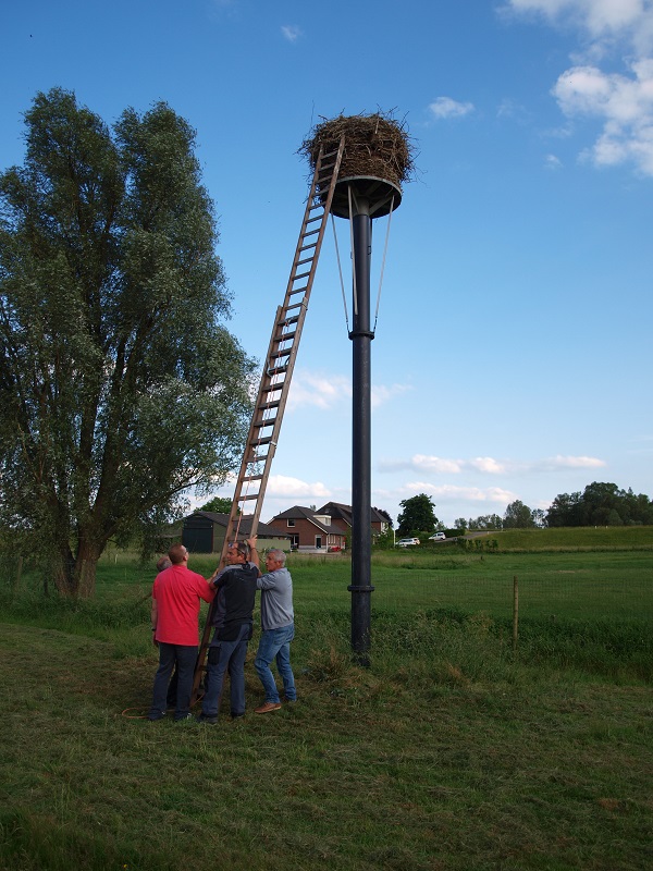 ladder tegen ooievaarsnest in pannerden