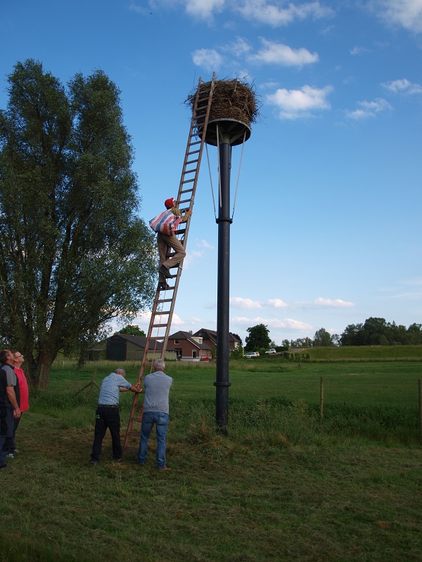 man klimt in ladder om de jonge ooievaars op te halen