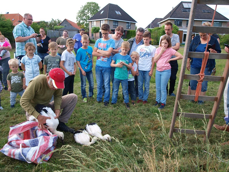 de ooievaars worden geringd