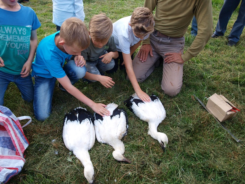 kinderen mogen de jonge ooievaars even aaien