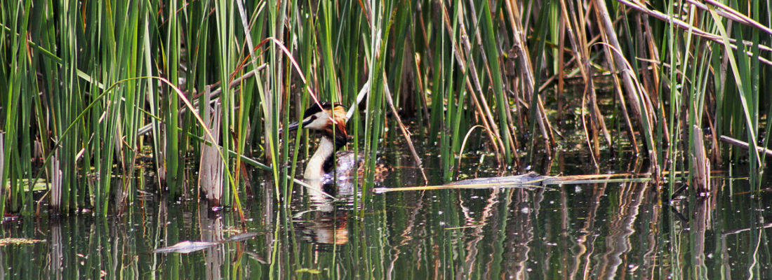 watervogel tussen het riet in de oude rijn